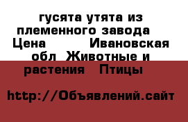 гусята утята из племенного завода  › Цена ­ 350 - Ивановская обл. Животные и растения » Птицы   